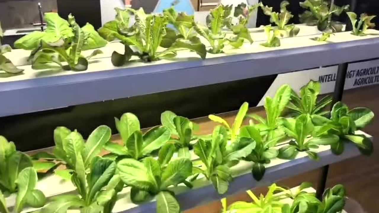 芭芭拉智能垂直菜园种植机,家庭园艺