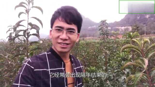 蜂糖李发价20,比清脆李贵10倍,清脆李种植户却多得出乎预料