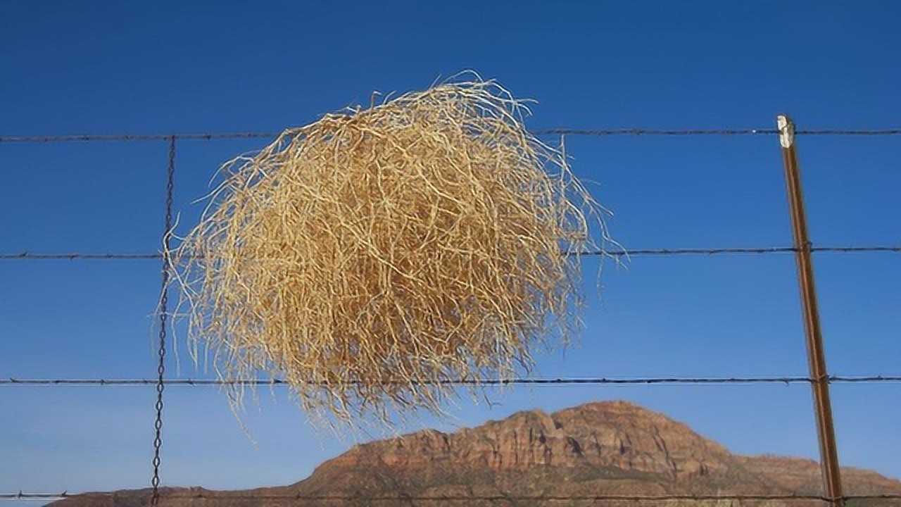 会飞的植物风滚草图片