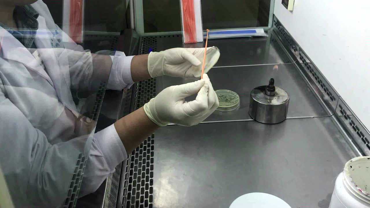 2号作品《菌株的传代培养》_高清