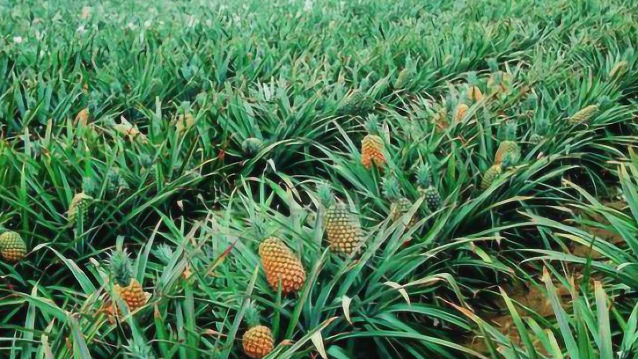 5种颠覆世界观的水果生长方式,菠萝长地上,都知道的是闯江湖的人