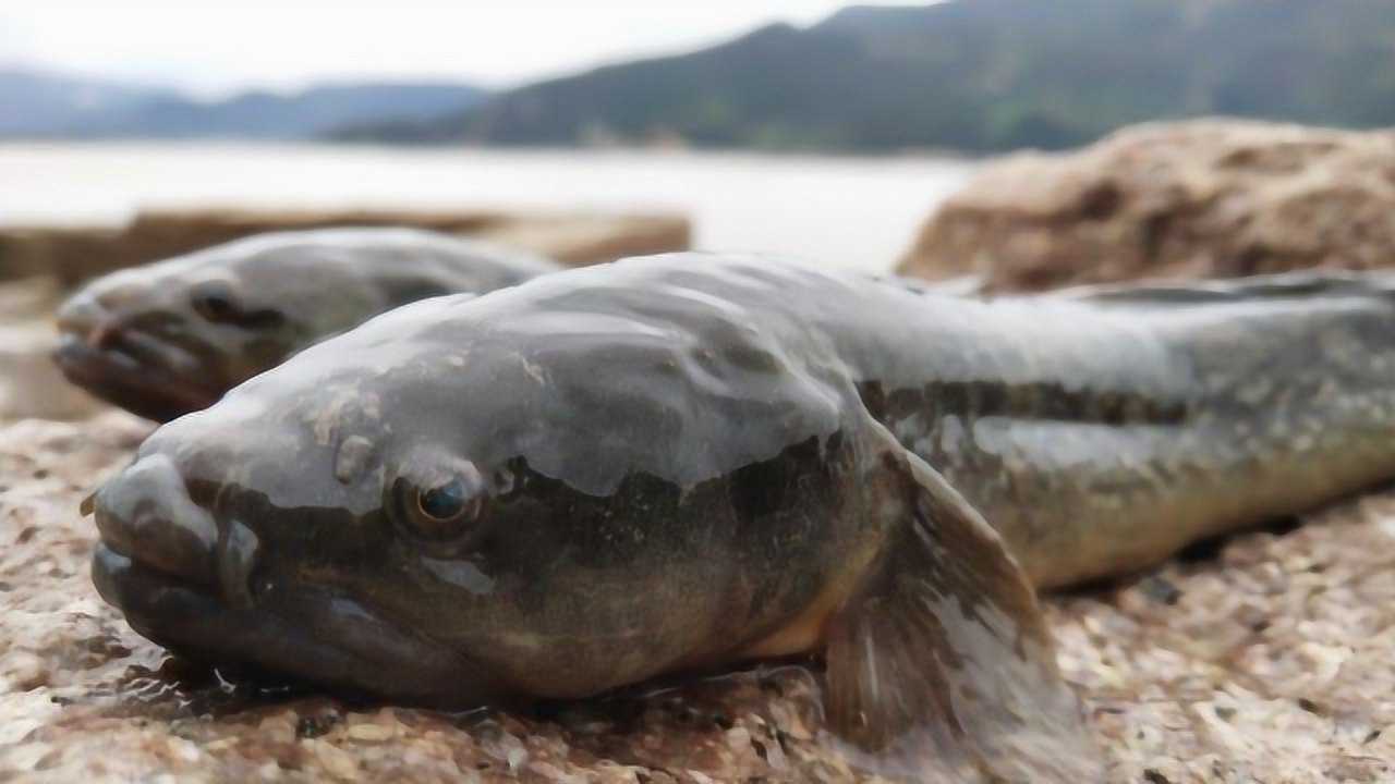 小伙收笼子捕到1只少见月鳢鱼,看着像泥鳅但营养价值高