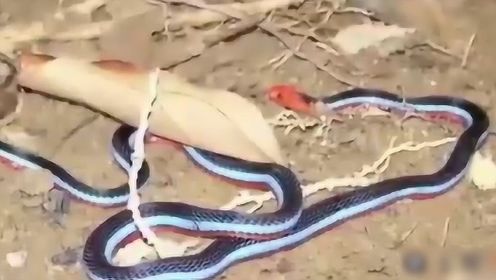 亚洲最致命毒蛇，长的十分美观但毒性非常大，小心别当绳子踩！