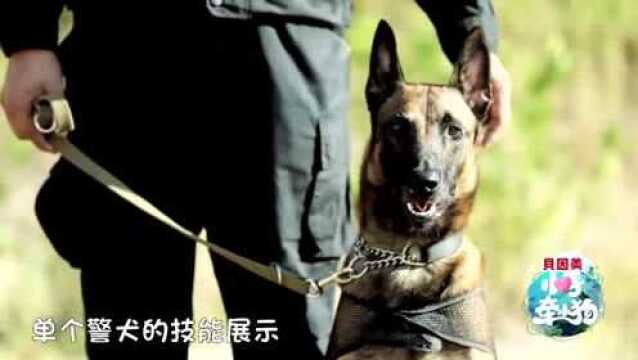 小手牵小狗:警犬表演单项技能,前进等待!