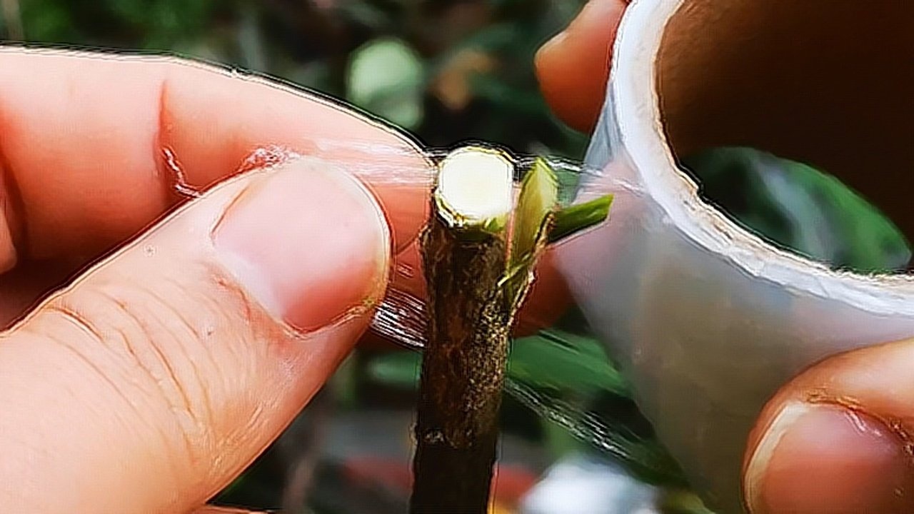 果树嫁接时,接穗比砧木粗,选择什么方法嫁接比较好呢?