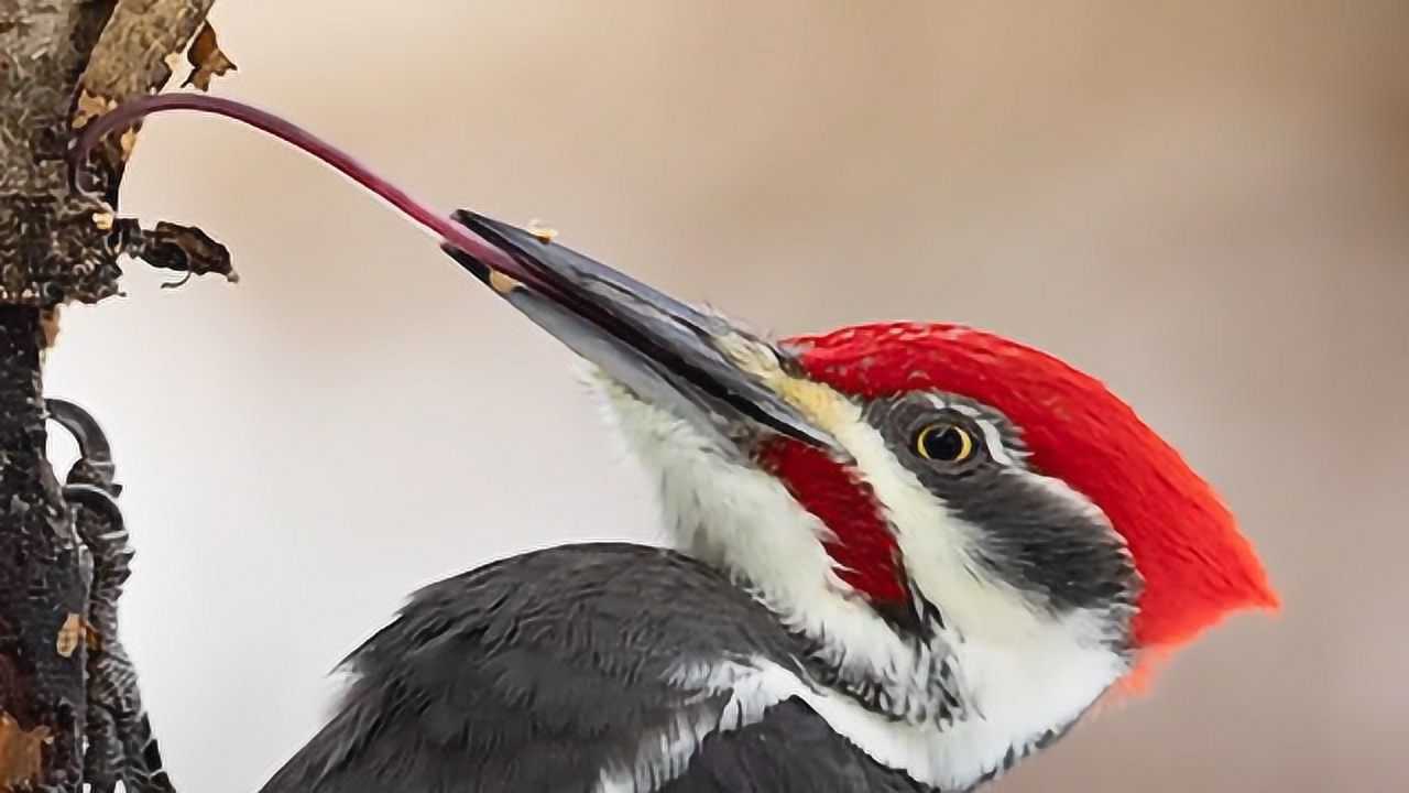 啄木鸟的超长舌头,藏在哪里呢?被啄木鸟的构造吓到了
