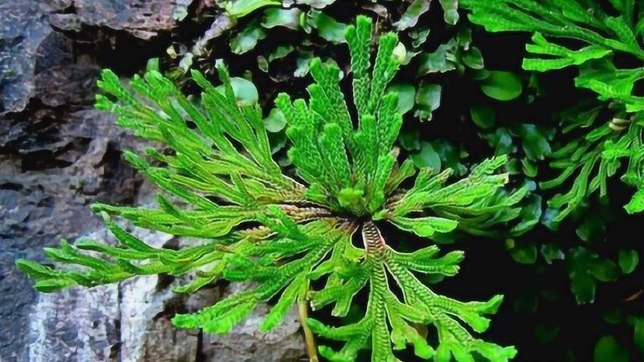 九死还魂草 腾讯网