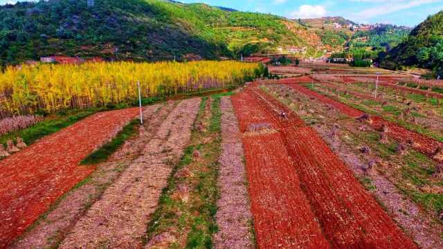 国家征收土地时会用顷和公顷来计算,顷和公顷的面积是多大?