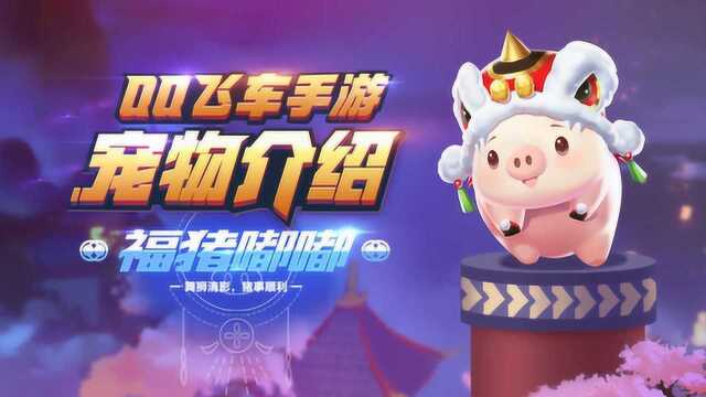 宠物介绍:来自新年的祝福——福猪嘟嘟