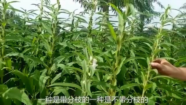 农村小伙种植芝麻,寓意芝麻开花节节高