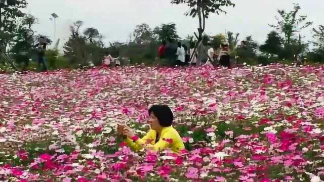 北部湾花卉小镇