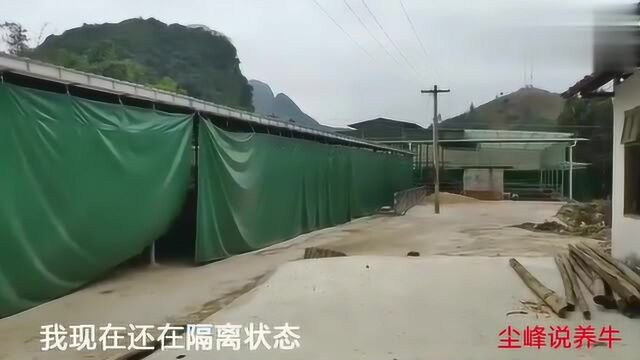 投资几百万建造的牛场是怎么样的?农村小伙带大家看下