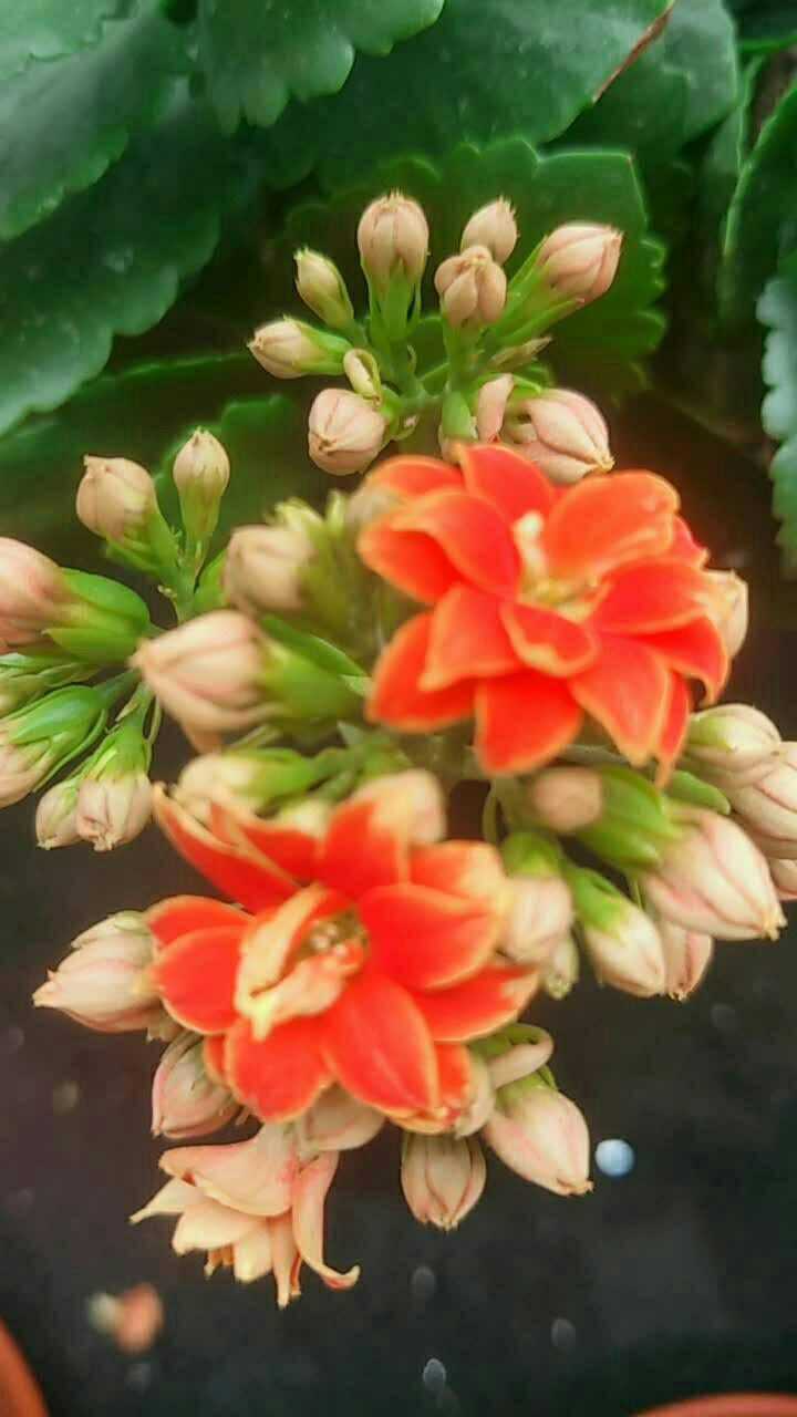 长寿花k48开花了,美哒哒