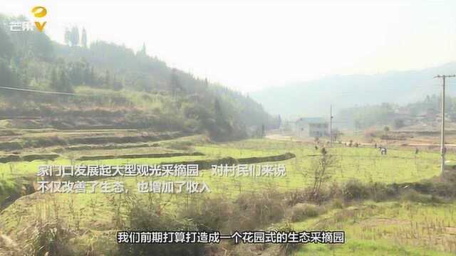 靖州县发展大型观光采摘园,300余亩荒山变果园