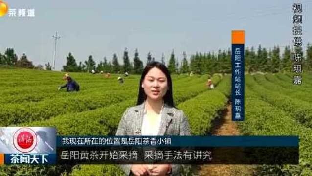 岳阳黄茶开始采摘 采摘手法有讲究