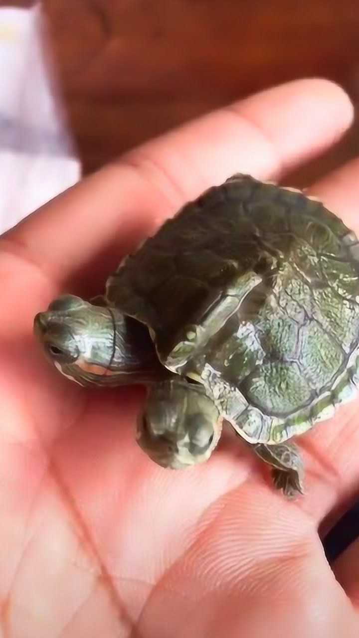 见过连体人没见过连体龟