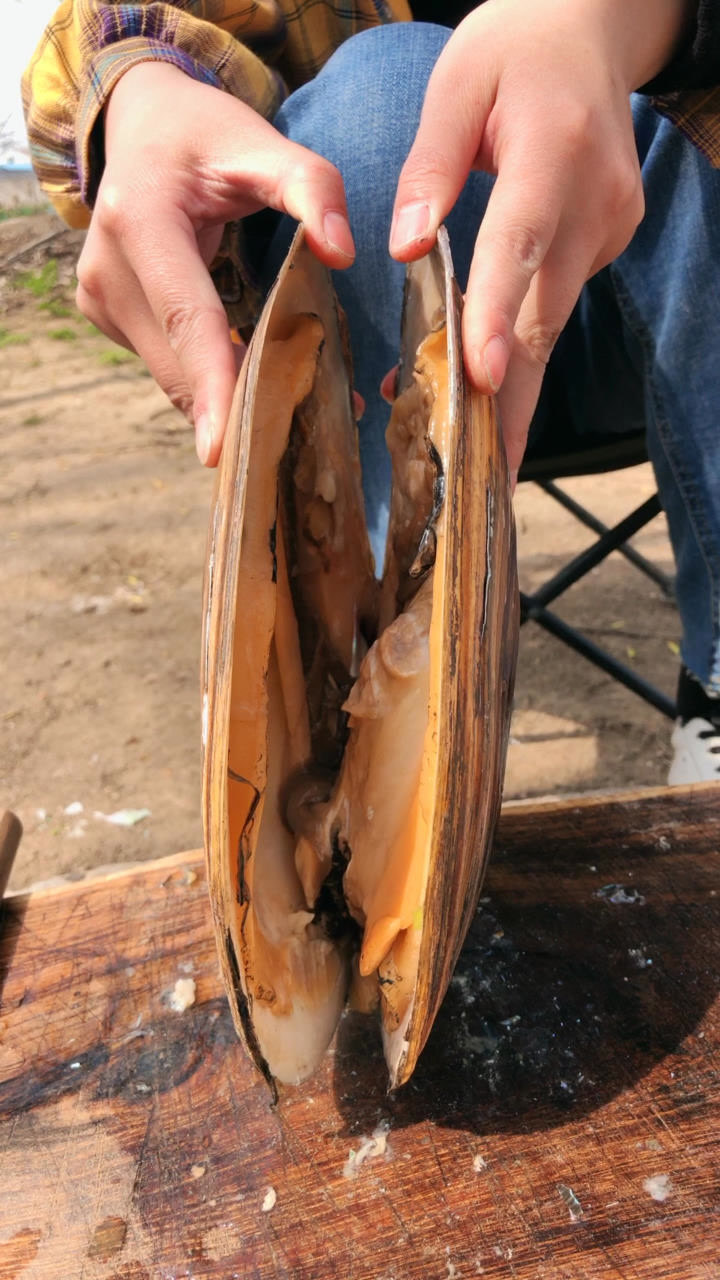 打开一个河蚌,看看里面有几颗珍珠?