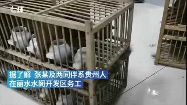 丽水三名“鸟贼”用画眉声音捕鸟