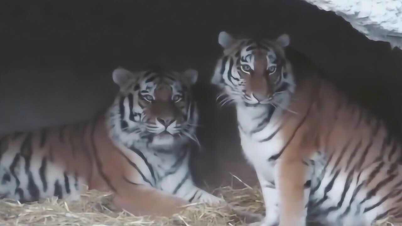 东北虎华南虎孟加拉虎变种白虎对于老虎的种类你了解多少呢