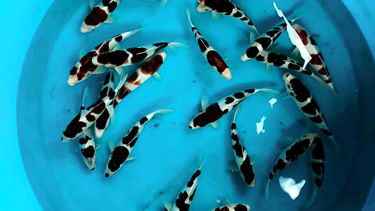 一盆漂亮衣鲤视频欣赏