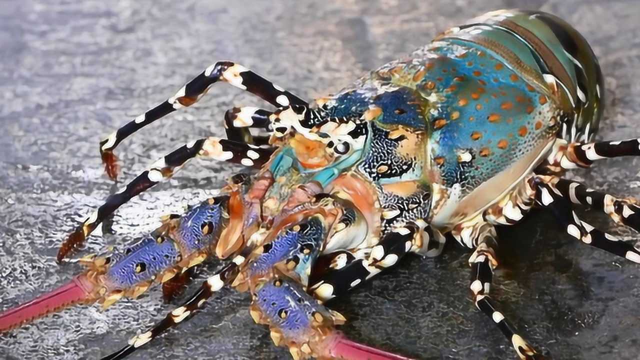 一米长的七彩龙虾号称龙虾之王,日本大厨切开直接生吃,太生猛