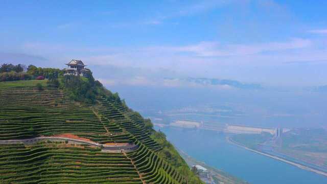 航拍三斗坪黄牛岩青云顶茶园,与三峡大坝相映成景