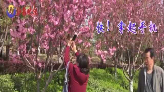 太原市和平公园举行第三届樱花节系列活动