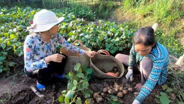 在田里挖凉薯,凉薯虽然不是很大,但是吃起来很甜