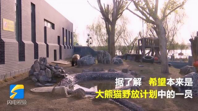 萌萌哒!泰山天颐湖这只明星大熊猫 参演过电影