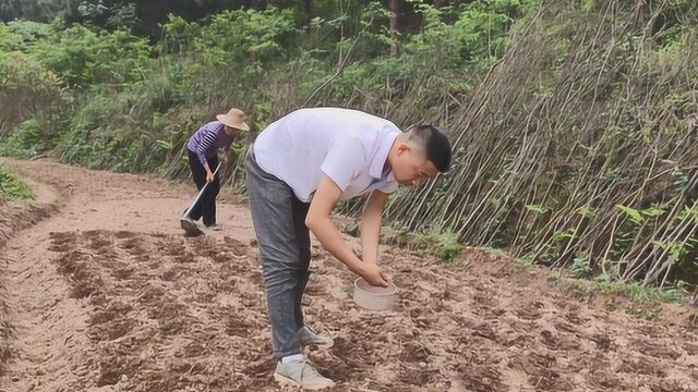 实拍:农村三月种花生全过程,挖地、下种、盖土,看完你也会种!