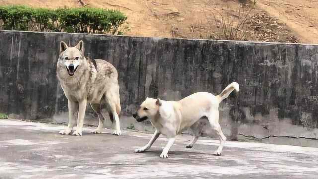 被偏爱的有恃无恐?公狼母狗同圈一见钟情,母狗称霸公狼挨饿