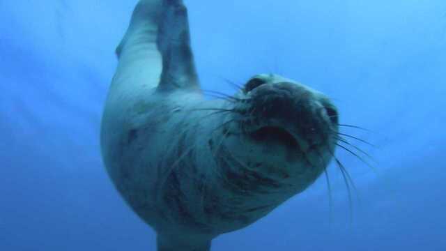 海豹和海狗,你还傻傻分别不清楚?