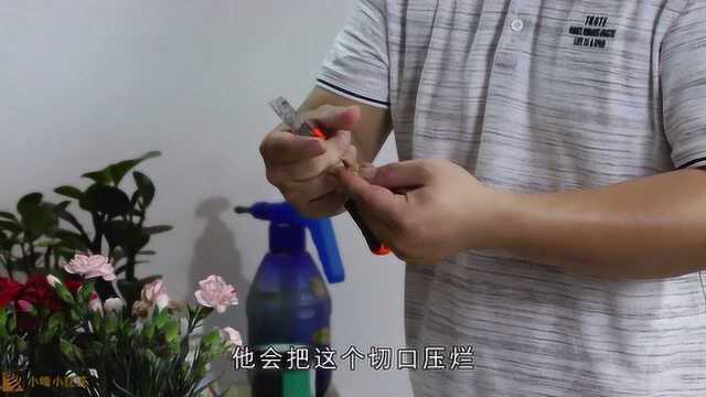 康乃馨的繁殖很简单,但是2个茎节以上才可以成活