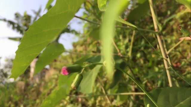 闽南有一种长着奇怪花朵的野草 村民摘来做成美食和凉茶