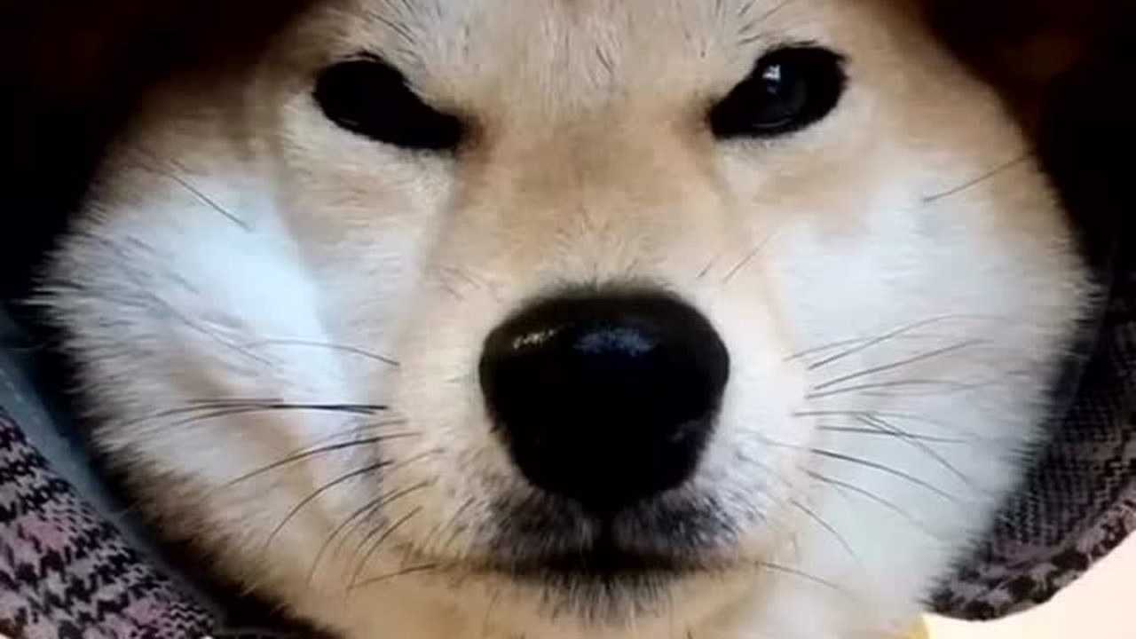 秋田犬的微笑 真的很治愈!