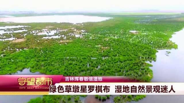 吉林珲春敬信湿地:绿色草墩星罗棋布 湿地自然景观迷人