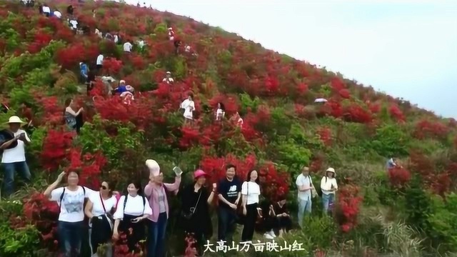 大高山映山红风景区