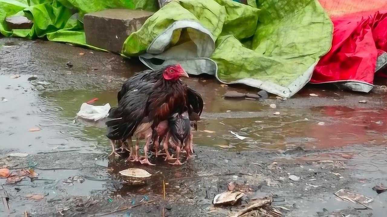 雨天母鸡遮挡小鸡图片图片