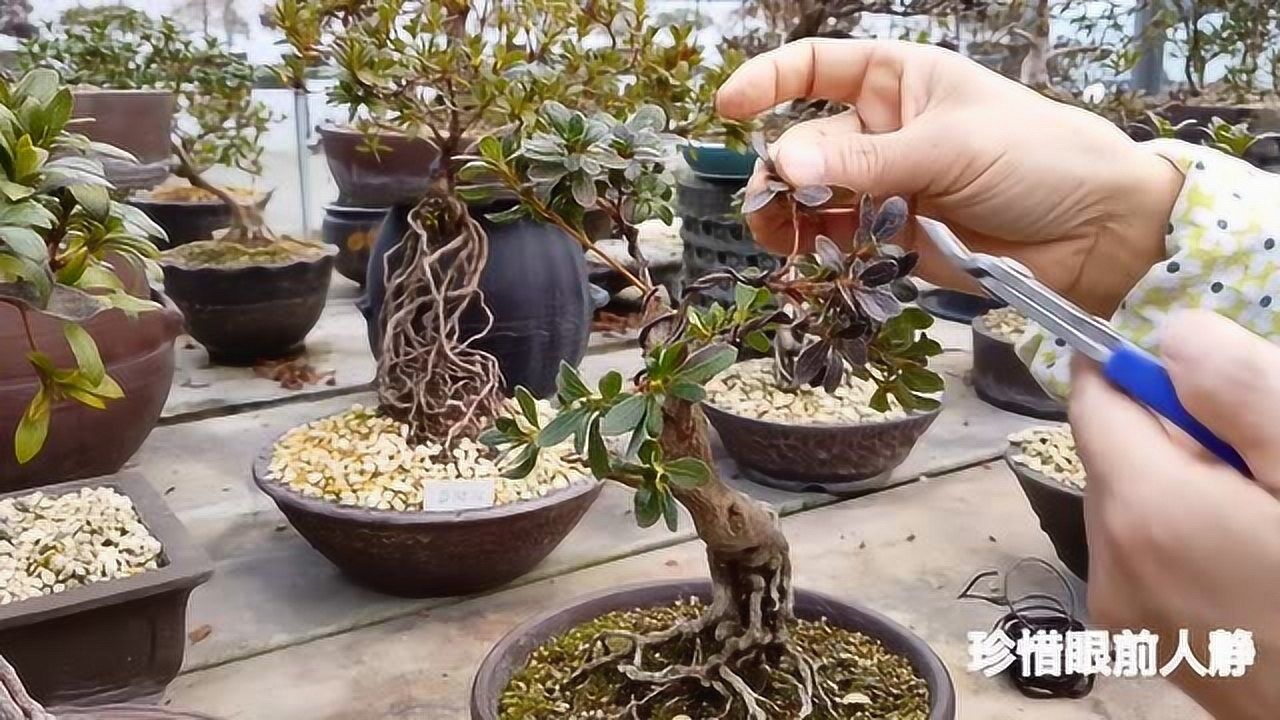 把杜鹃老桩盆景简单整形修剪,铝丝蟠扎枝条,古朴雅致有魅力!