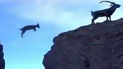 6只羚羊飞跃万丈悬崖，最后一只才是高手，镜头拍下全过程！