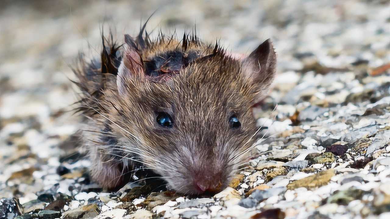 老鼠生活在肮脏的环境,身上病菌那么多,为什么老鼠却不会生病?