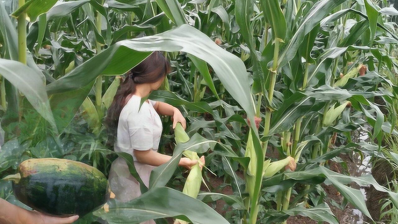 大雨过后,农村小杨去地里溜达,没想到却收获了这么多土味!