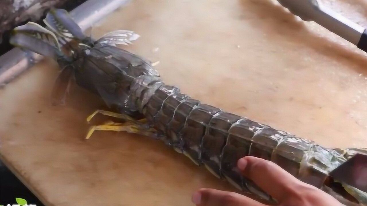 巨型泰国皮皮虾一只能有人的胳膊粗怎么吃都好吃