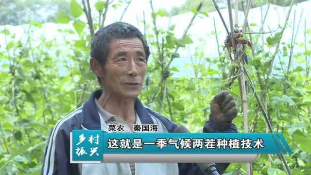 “架豆王”架起菜农小康路