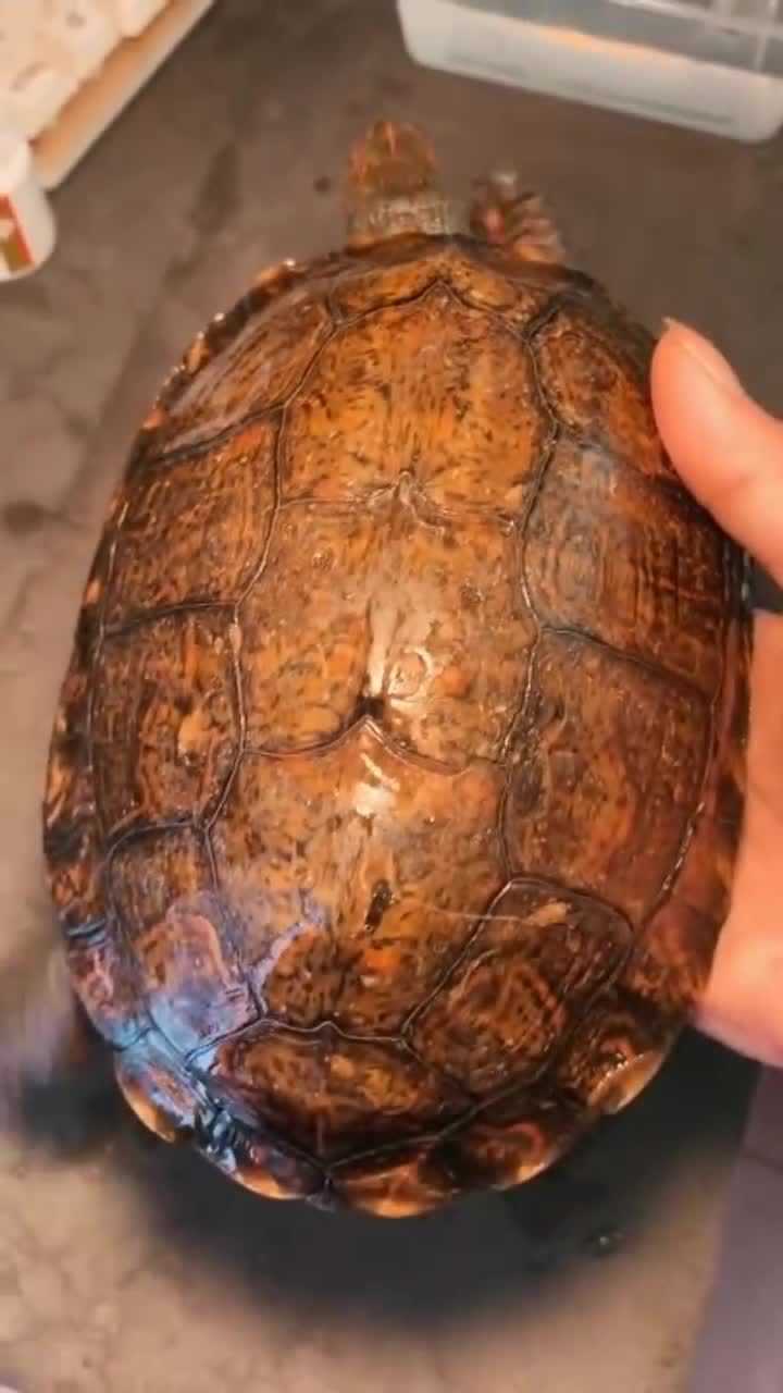 罕见的洪都拉斯木纹龟,这已经是最大的体型了,纹理太漂亮了