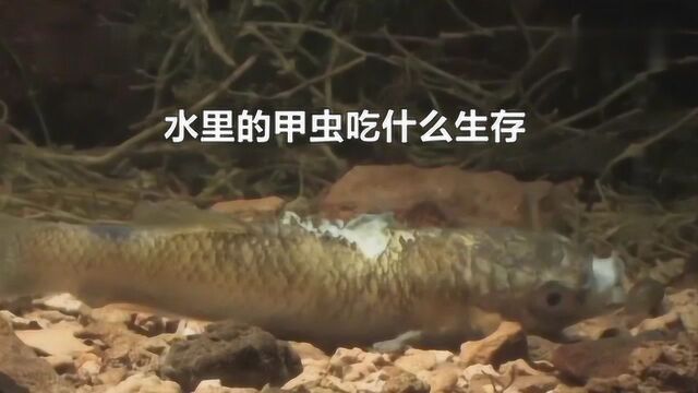 水里的甲虫吃什么生存