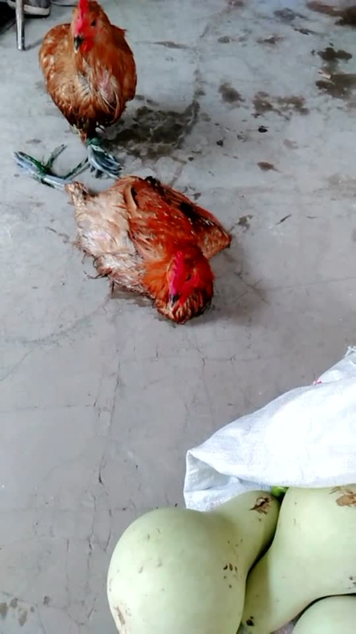还有两只鸡.晚上好杀鸡吃了.
