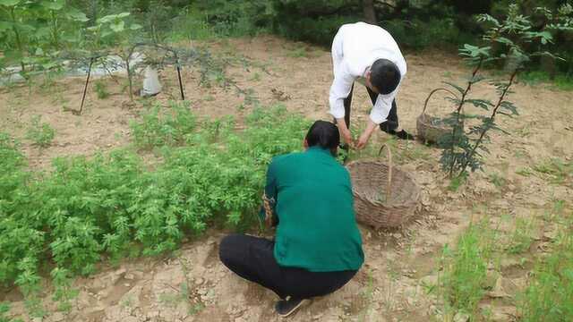 华子家种的苦豆成熟了,农民夫妻摘了一上午,妈妈直呼手疼