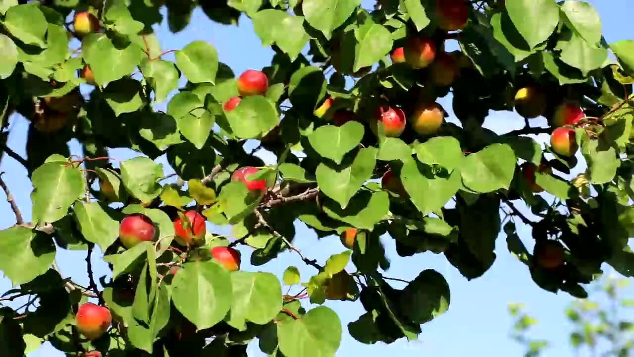 彭陽紅河紅梅杏