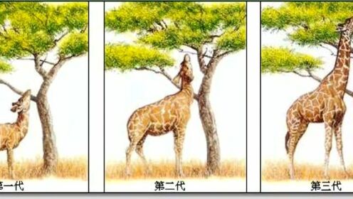 7.1自然选择学说—长颈鹿脖子为什么那么长